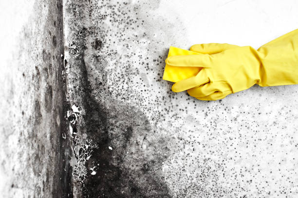 Best Basement Mold Removal  in Sto Brook University, NY