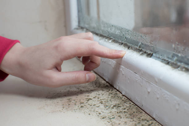 Best Asbestos and Lead Testing During Mold Inspection  in Sto Brook University, NY